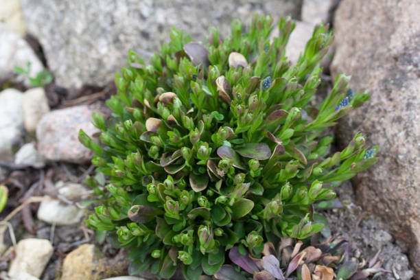 Polygala amarella (Polygala amara) known as dwarf milkwort Polygala amarella (Polygala amara) known as dwarf milkwort in the rock garden, early spring. snake hood stock pictures, royalty-free photos & images