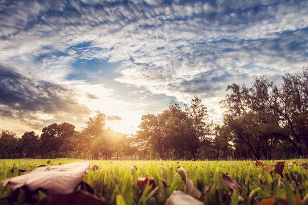 istock perfect tree and sunset in park 956911356