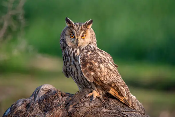 The long-eared owl, also known as the northern long-eared owl, is a species of owl which breeds in Europe, Asia, and North America