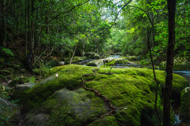 istock River in the tropical rainforest landscape 956911724