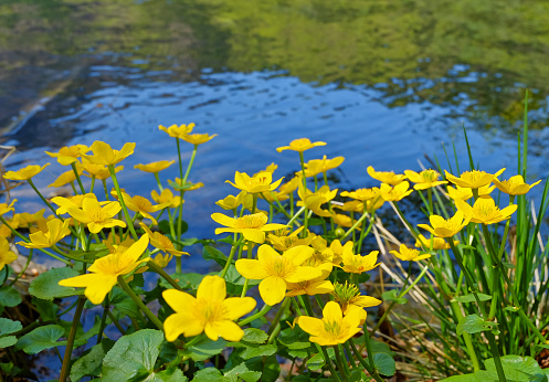 Marsh Marigold near the lake (Cáltha palústris)