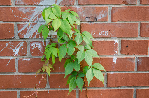 Ivy on a brick wall.