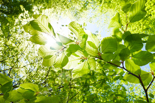 closeup de haya hojas en primavera - austria - rama parte de planta fotografías e imágenes de stock