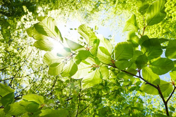 istock Closeup of beech leaves in springtime - Austria 956912332