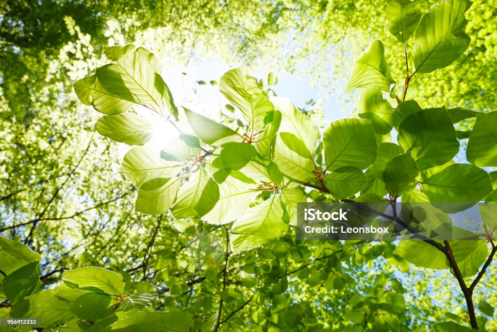 Closeup of beech leaves in springtime - Austria Leaf Stock Photo