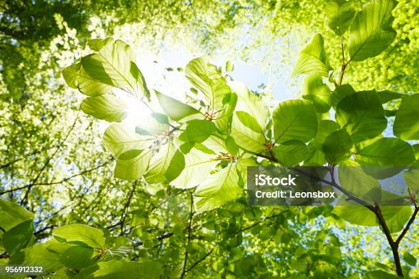 Closeup Of Beech Leaves In Springtime Austria Stock Photo - Download Image Now - Leaf, Nature, Tree