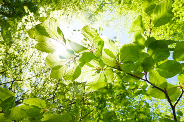 zbliżenie liści buku na wiosnę - austria - beech leaf leaf tree green zdjęcia i obrazy z banku zdjęć