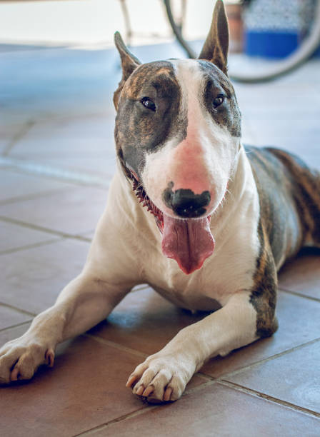 istock Bullterrier in a sunny day 956913354