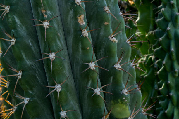 istock Up Close View of Cactus Needles 956913504
