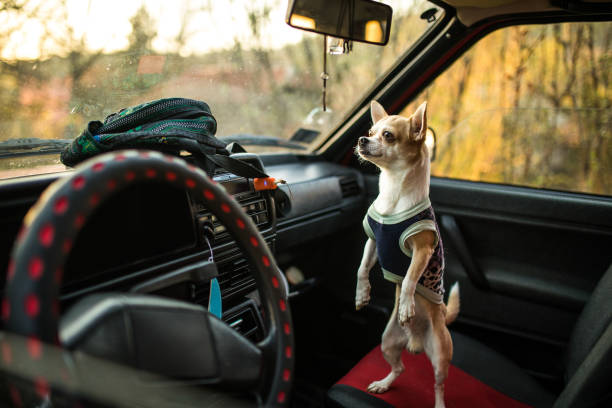 istock Chihuahua dog standing on a car seat 956916076