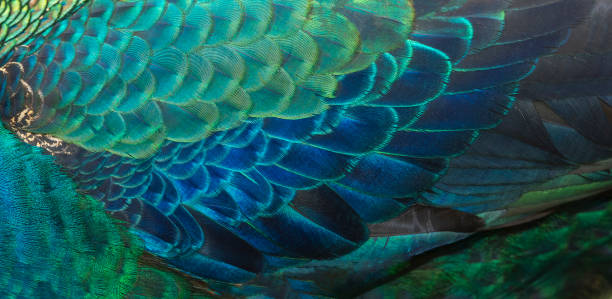 istock Closeup green peafowl feathers 956918638
