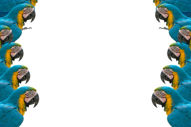 Blue and gold macaw isolated on white background