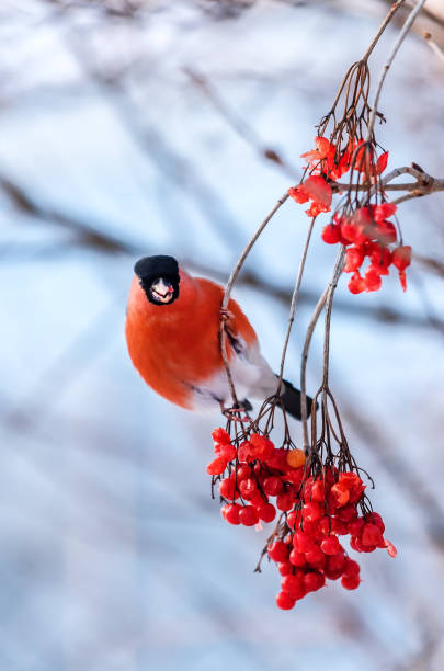 istock bullfinch eats ripe viburnum (rowan) 956923868