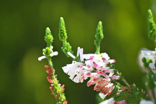 Erica colorans 'White delight'