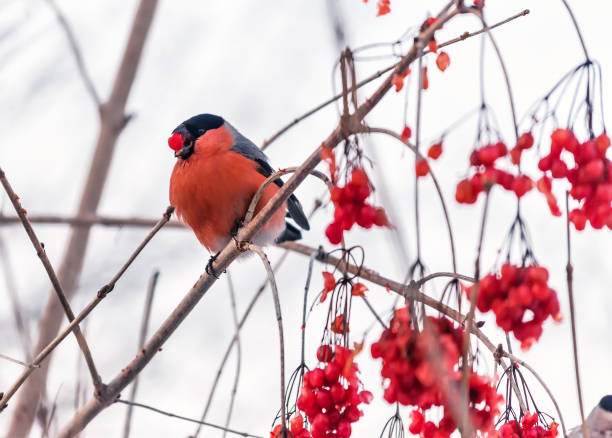 istock red bullfinch on the viburnum 956924504