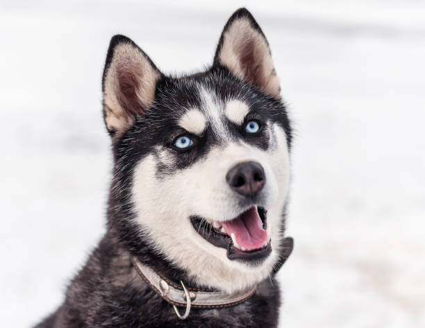 istock smart and cute Siberian husky 956924826