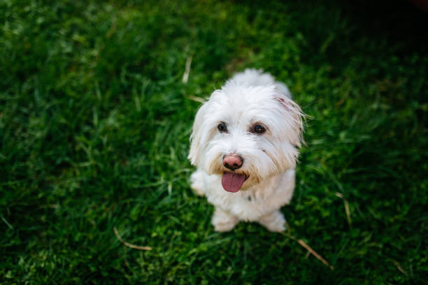 istock Charming the owner to get what he wants 956925446