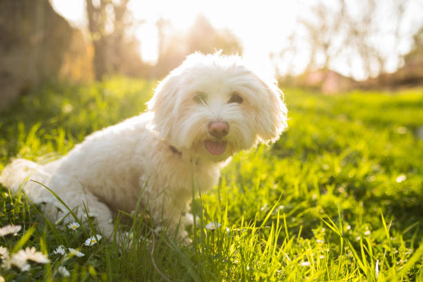 istock Beautiful Maltese dog in all his glory 956925964