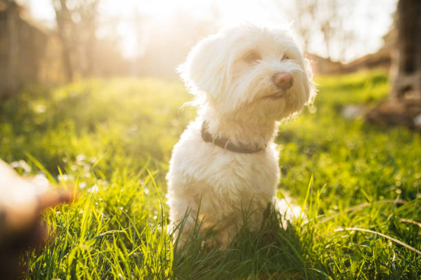 istock Beautiful Maltese dog in all his glory 956926314