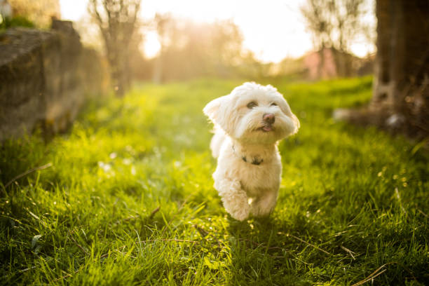 istock Beautiful Maltese dog running in a backyard 956929466