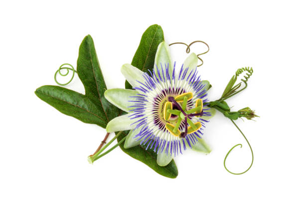 Passion flower on white. Closeup shot of passion flower isolated on white background. eutrichomyias rowleyi stock pictures, royalty-free photos & images