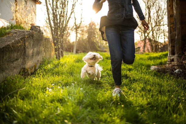 istock Happy dog and happy owner 956930844