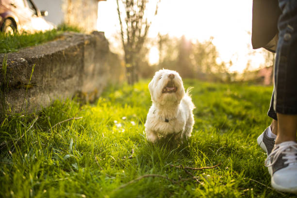 istock Beautiful Maltese dog running with his owner 956930866