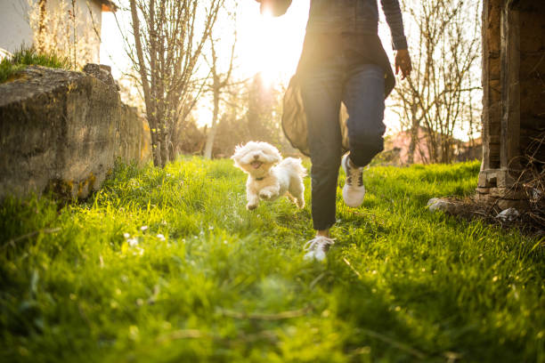 istock Beautiful Maltese dog running with his owner 956930876