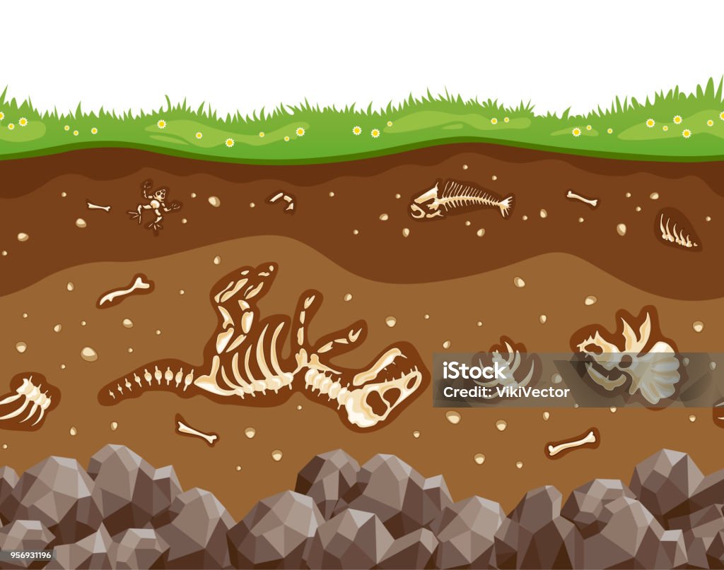 ÐÐ»Ñ ÐÐ½ÑÐµÑÐ½ÐµÑÐ° Soil layers with bones. Soil surface horizons with fossil reptile skeleton, upper layer of earth structure with mixture of organic matter, minerals. Vector flat style cartoon illustration Dinosaur stock vector