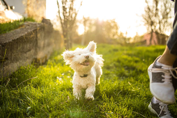 istock Happy dog and happy owner 956931362