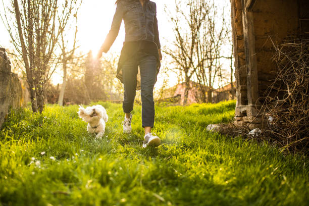 istock Maltese dog playing with his owner in a backyard 956932100