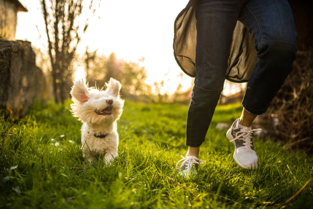 istock Maltese dog having so much fun playing with his owner 956932210