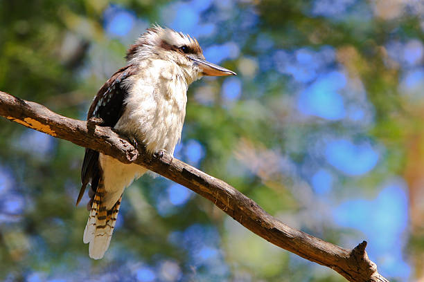 istock Australian Laughing Kookaburra sitting on a branch. 95693225