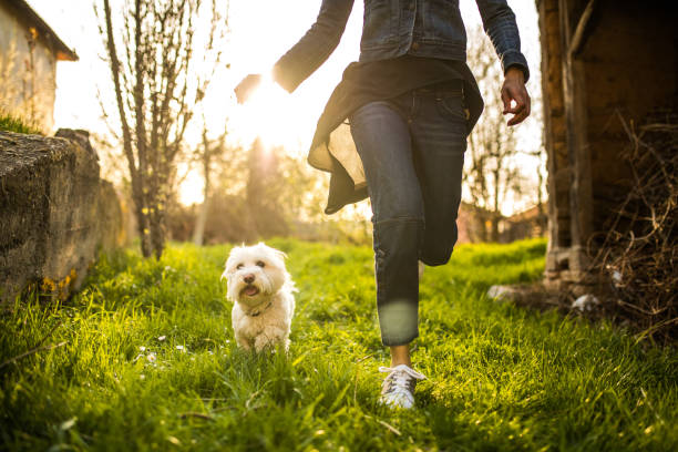 istock Maltese dog having so much fun playing with his owner 956932514