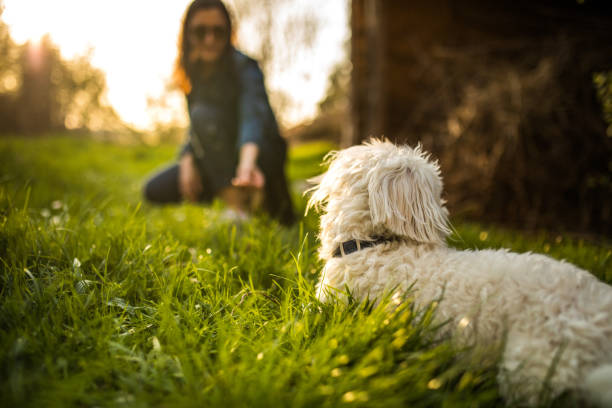 istock Bonding time between a beautiful woman and her Maltese dog 956933054