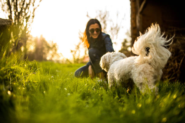 Bonding time between a beautiful woman and her Maltese dog
