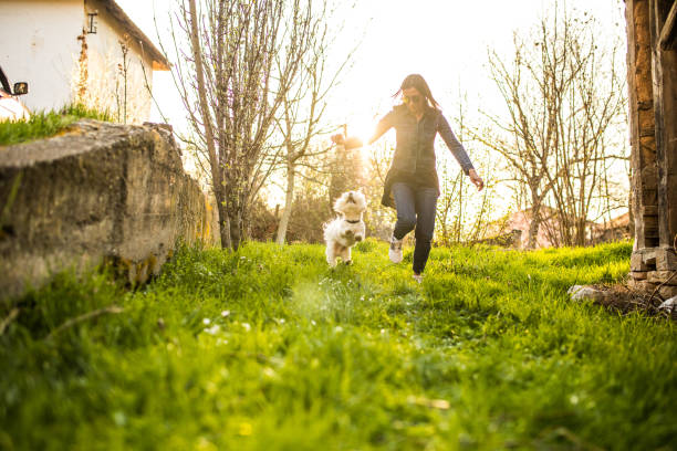 istock Play time between a beautiful woman and her Maltese dog 956938428