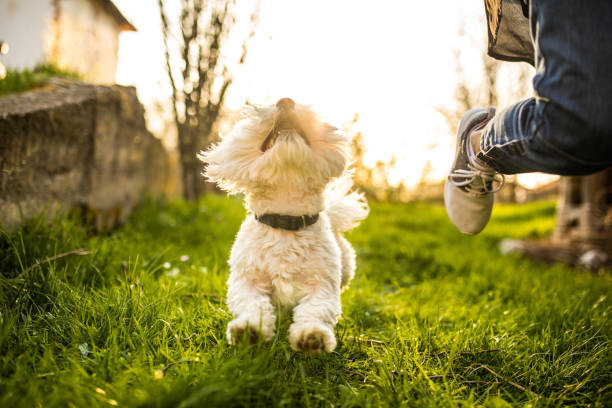 istock Beautiful Maltese dog running in a backyard 956938896