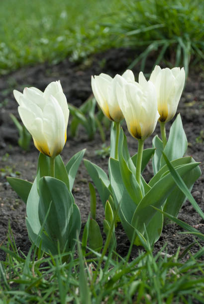 istock Tulipa greigii 'Concerto' in early morning 956943358