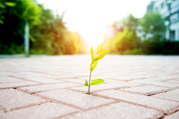 istock New life come from tiled floor 956943964