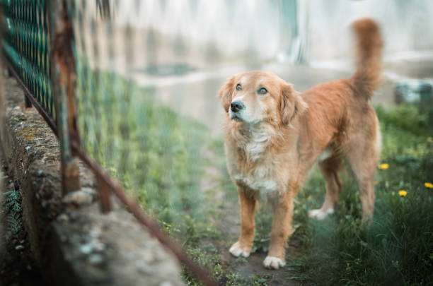 Cute brown stray dog behind the shelter fence
