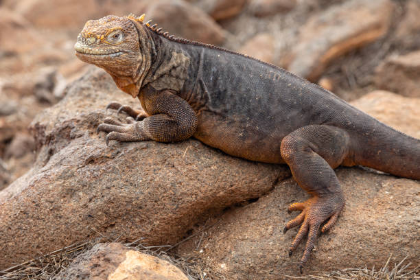 istock Galapagos Land Lguana (Conolophus subcristatus) in Galapagos Islands, Ecuador 956944162