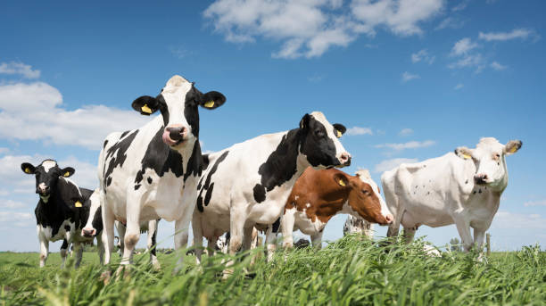 black and white cows in green grassy meadow under blue sky near amersfoort in holland black and white cows in green grassy summer meadow under blue sky near amersfoort in the netherlands livestock stock pictures, royalty-free photos & images