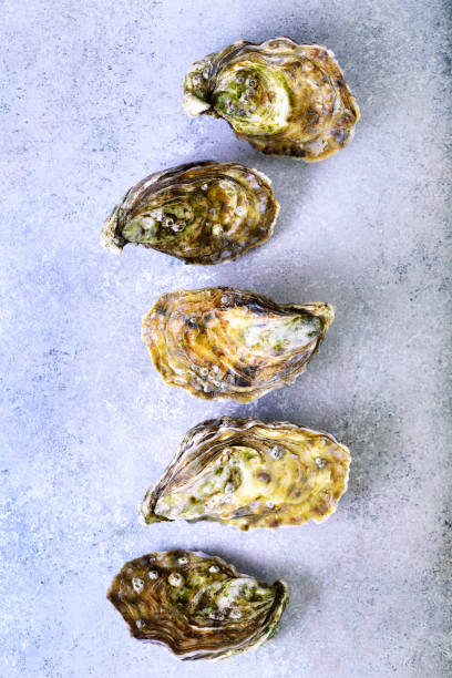 istock Fresh oysters on white, grey concrete stone background. Top view, copy space 956946936