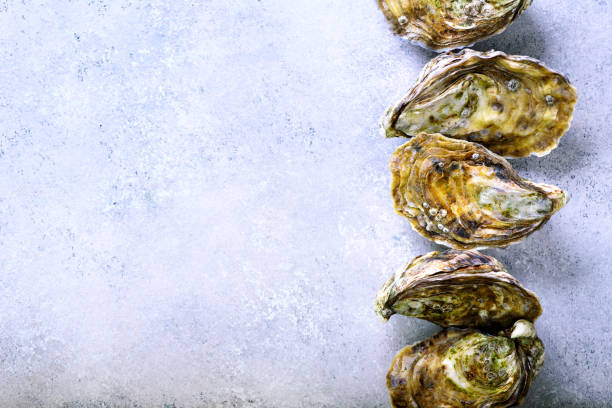 istock Fresh oysters on white, grey concrete stone background. Top view, copy space 956947064