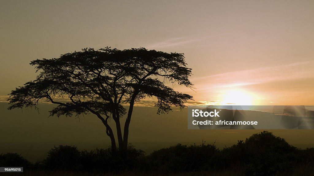 Alba nel Parco Nazionale di Nairobi - Foto stock royalty-free di Acacia