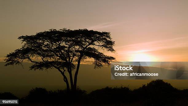 Alba Nel Parco Nazionale Di Nairobi - Fotografie stock e altre immagini di Acacia - Acacia, Albero, Ambientazione esterna