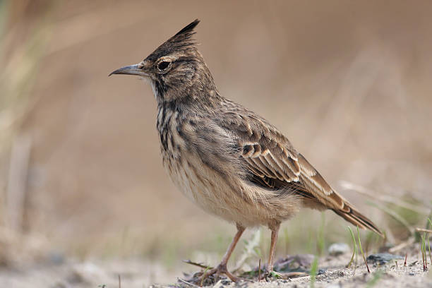 Crested Lark (Galerida cristata)  galerida cristata stock pictures, royalty-free photos & images