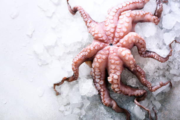 istock Fresh raw octopus on ice, grey concrete background. Top view, copy space 956950422