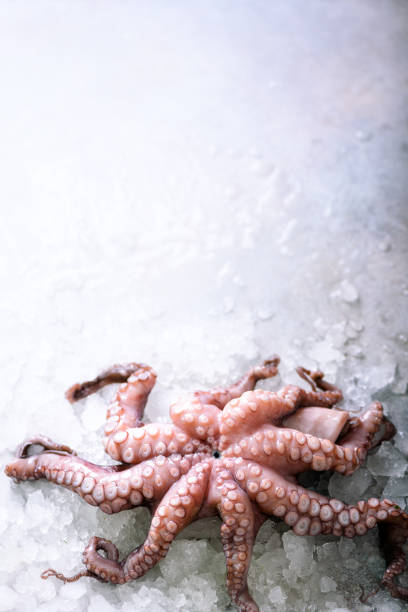istock Fresh raw octopus on ice, grey concrete background. Top view, copy space 956950656